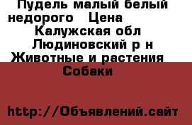 Пудель малый белый недорого › Цена ­ 10 000 - Калужская обл., Людиновский р-н Животные и растения » Собаки   